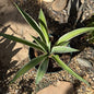 Agave Angustifolia Marginata 'Variegated Caribbean Agave' - 1 Gal Assorted - Agave - DesertScapeSucculent