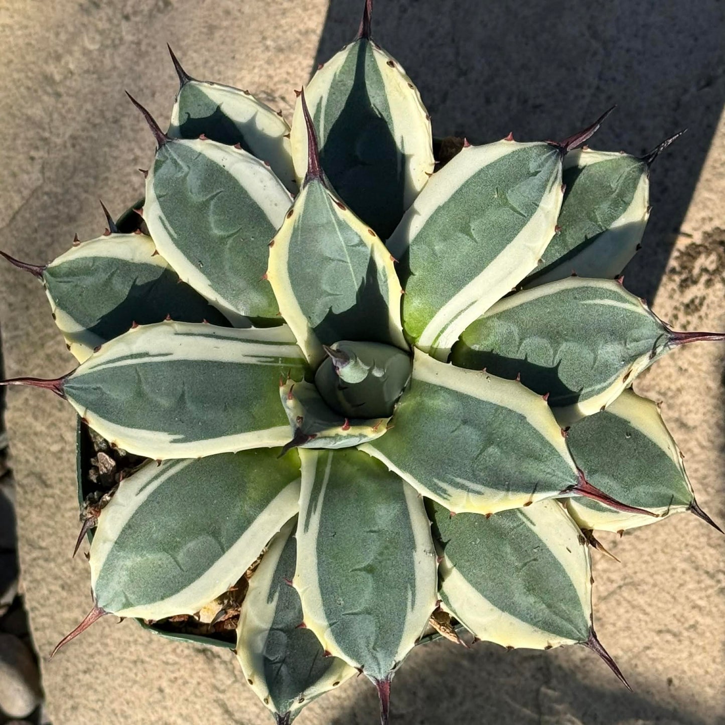 DesertScapeSucculent Agave Agave applanata 'Cream Spike'