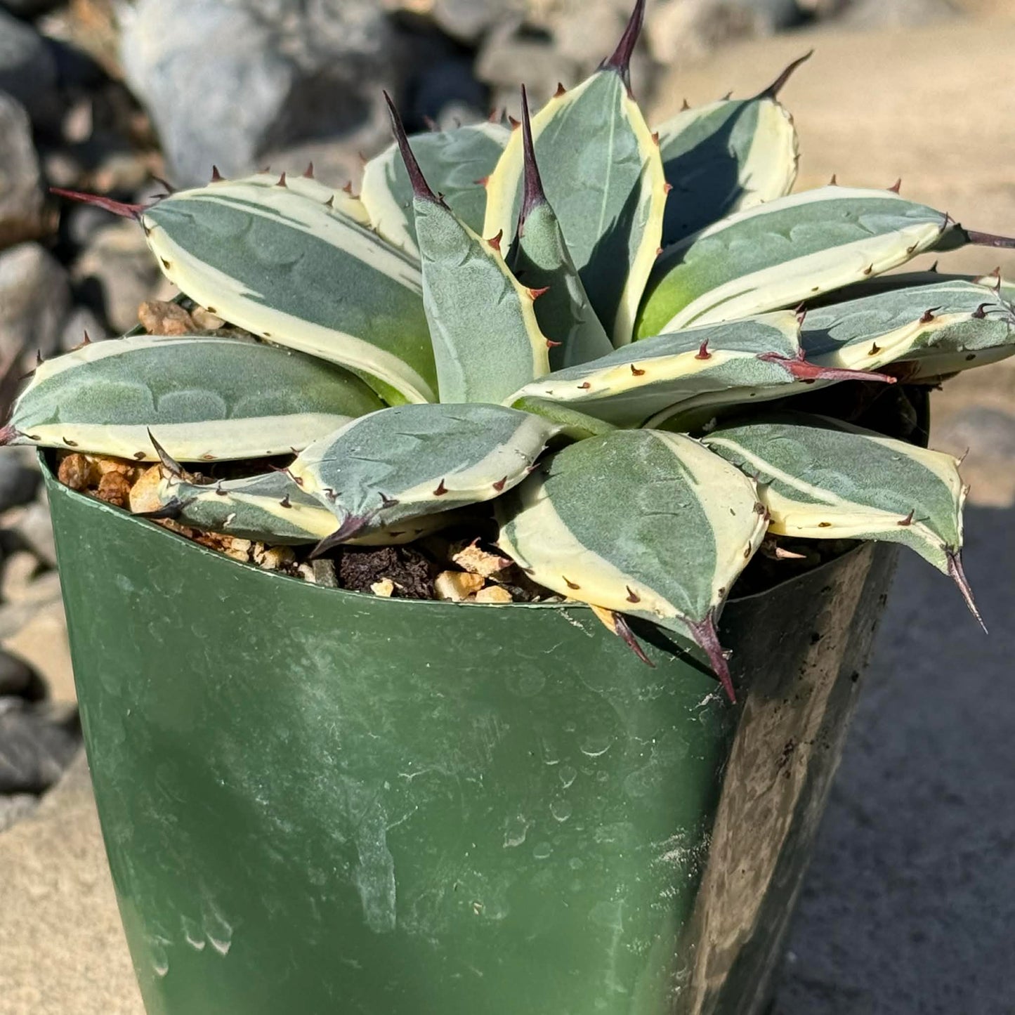DesertScapeSucculent Agave 4 Inch Agave applanata 'Cream Spike'