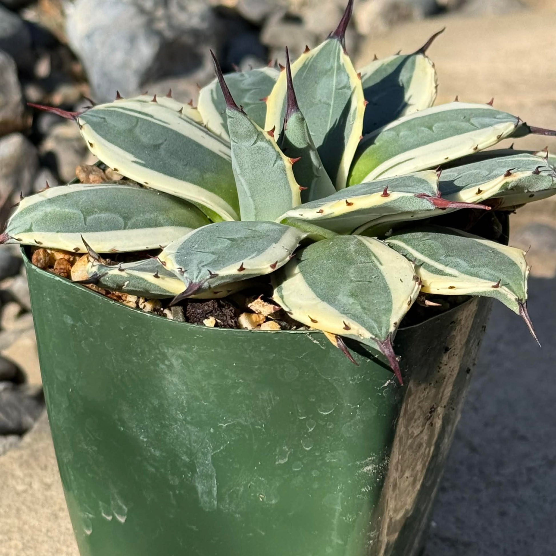 DesertScapeSucculent Agave 4 Inch Agave applanata 'Cream Spike'