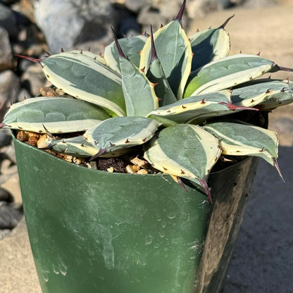 DesertScapeSucculent Agave 4 Inch Agave applanata 'Cream Spike'
