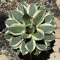 Agave applanata 'Cream Spike' - 6 Inch Assorted - Agave - DesertScapeSucculent