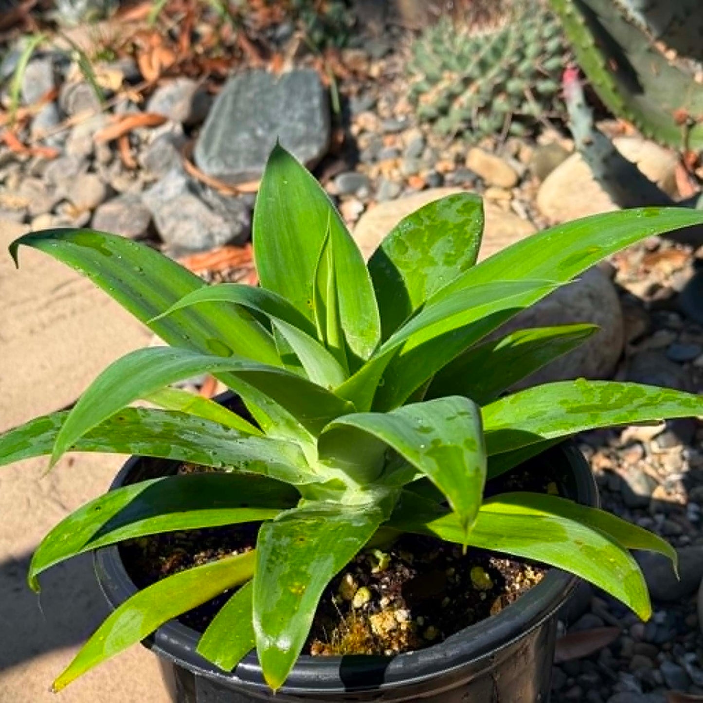 DesertScapeSucculent Agave 1 gallon Agave attenuata 'Foxtail Agave'