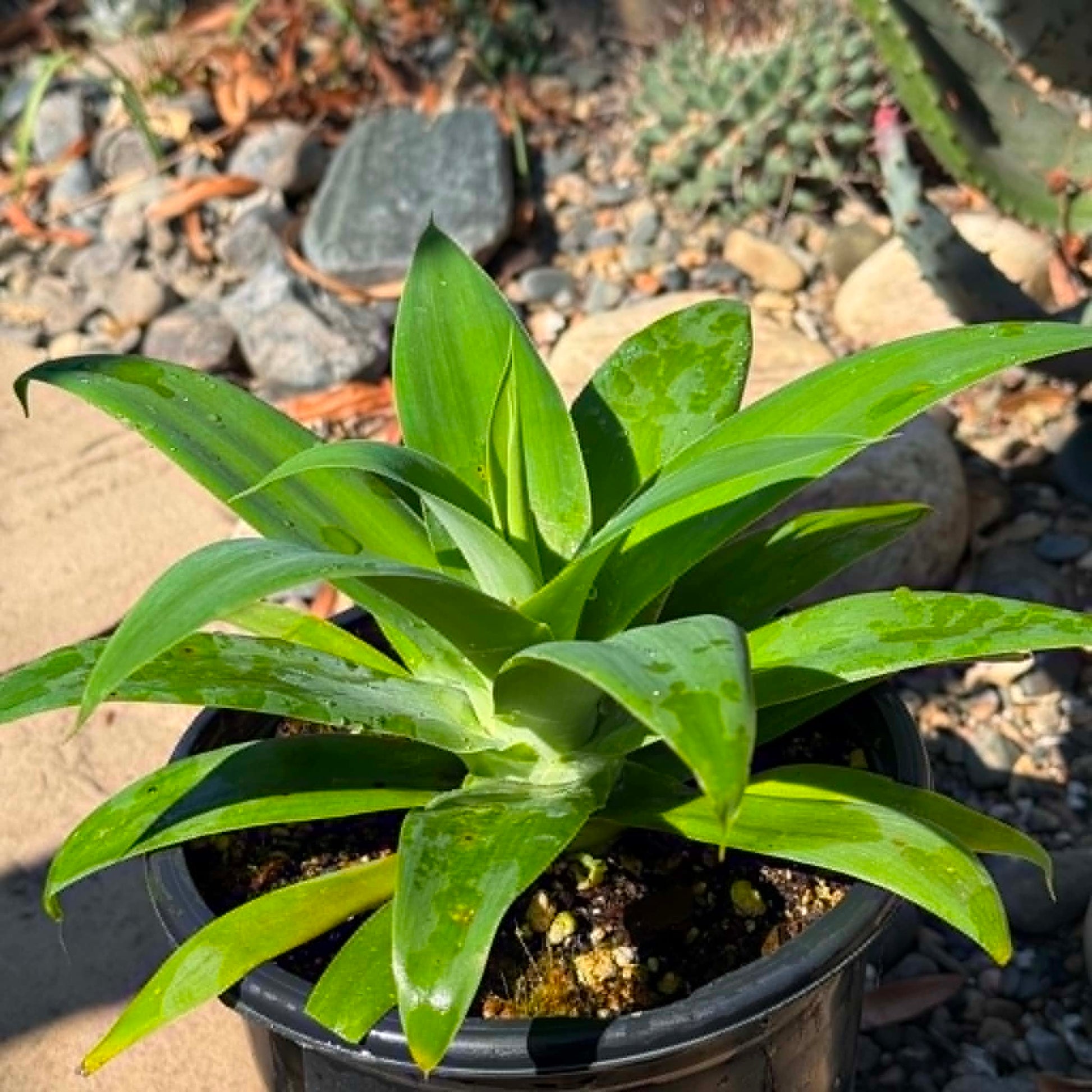 DesertScapeSucculent Agave 1 gallon Agave attenuata 'Foxtail Agave'