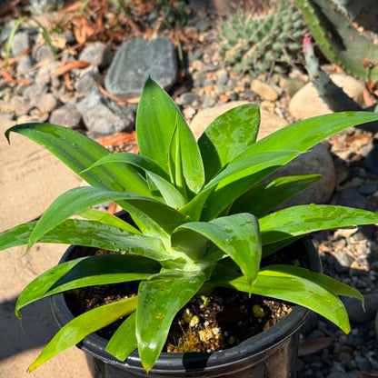 DesertScapeSucculent Agave 1 gallon Agave attenuata 'Foxtail Agave'