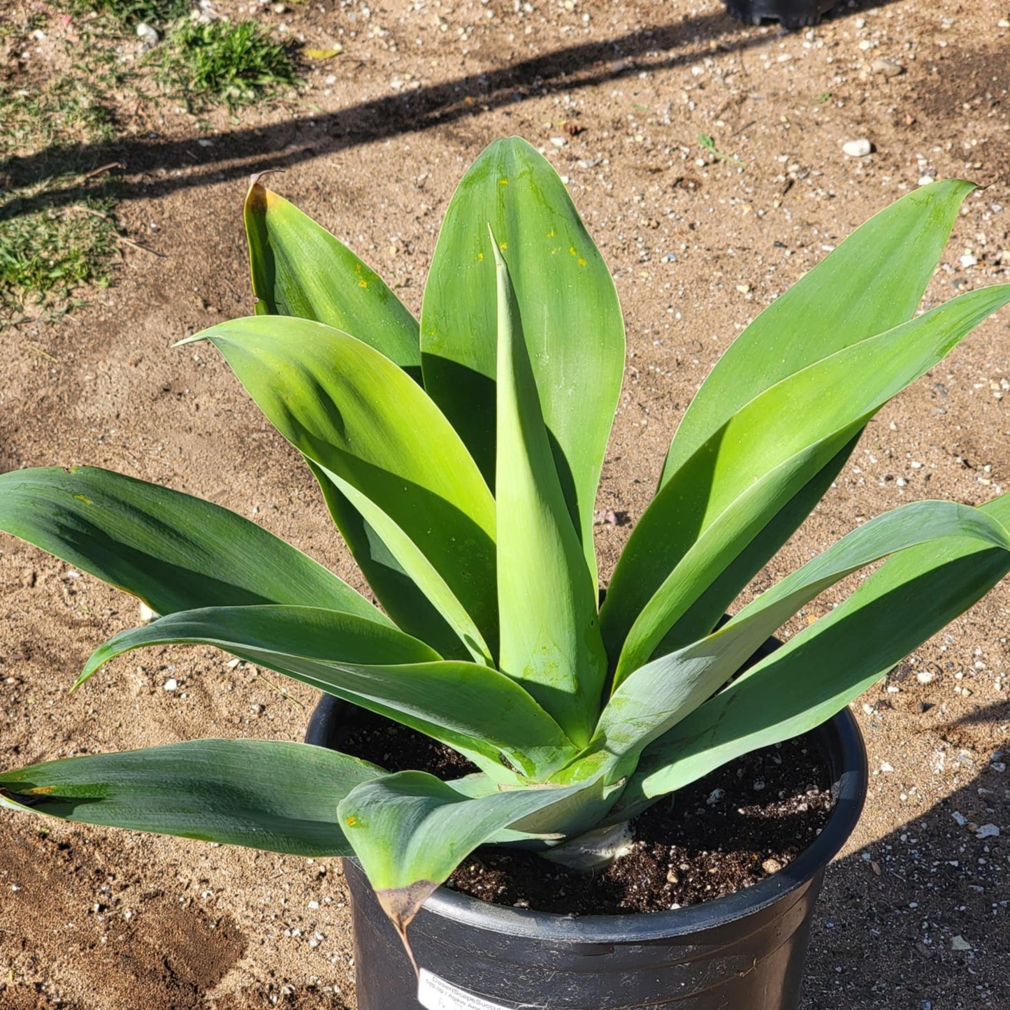 DesertScapeSucculent Agave Agave attenuata 'Foxtail Agave'