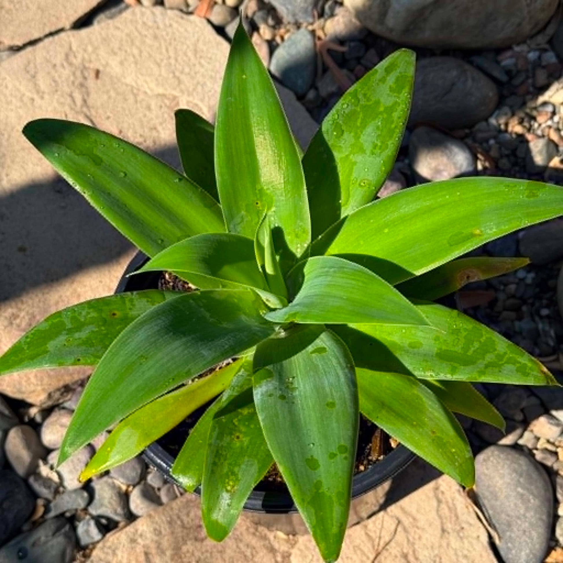 DesertScapeSucculent Agave Agave attenuata 'Foxtail Agave'