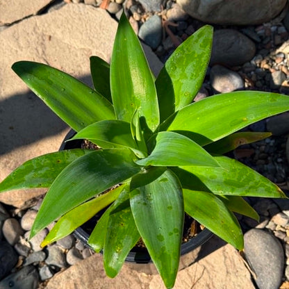 DesertScapeSucculent Agave Agave attenuata 'Foxtail Agave'