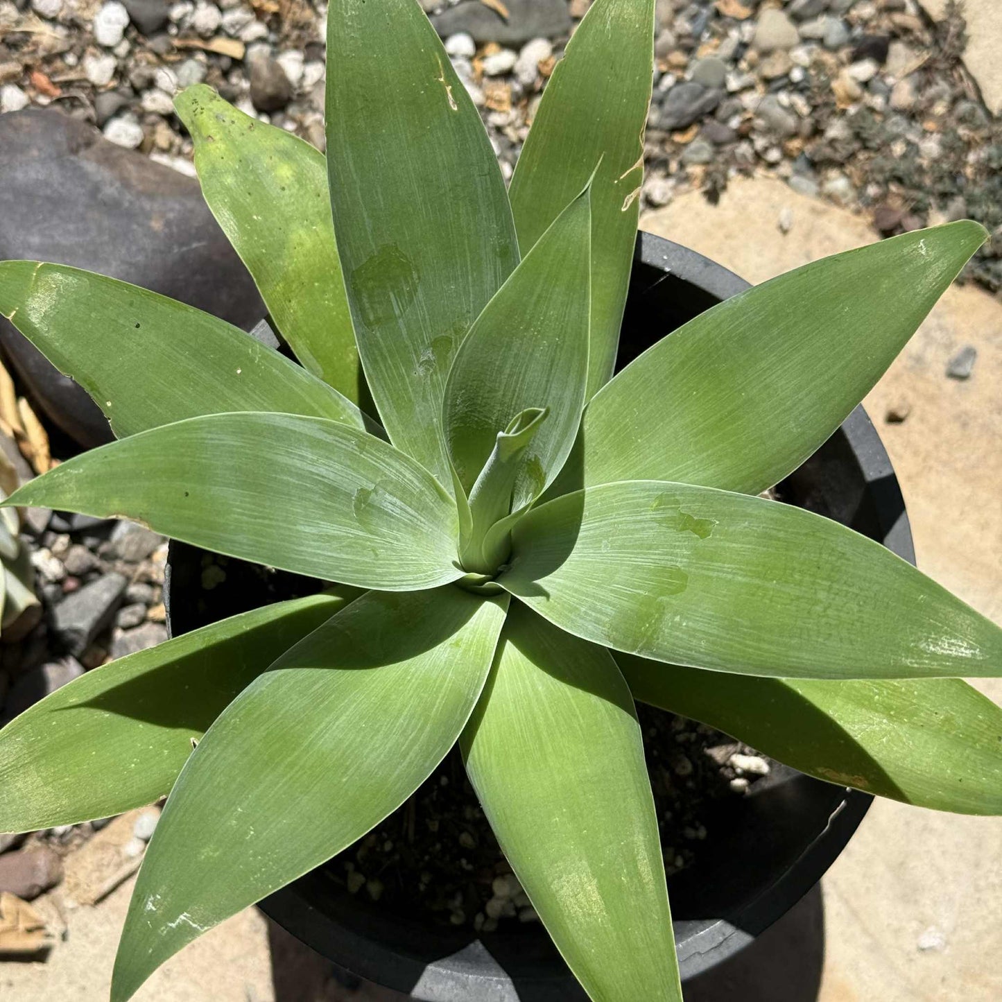 DesertScapeSucculent Agave 2 gal Assorted Agave attenuata 'Foxtail Agave'