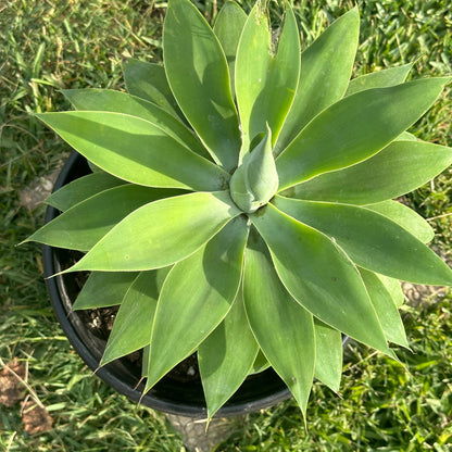 Agave 'Attenuata' 'Foxtail Agave'