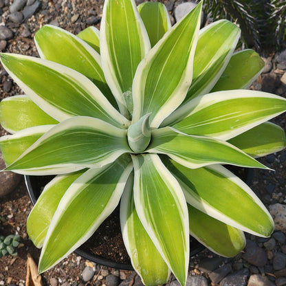 Agave 'Attenuata' 'Foxtail Agave'