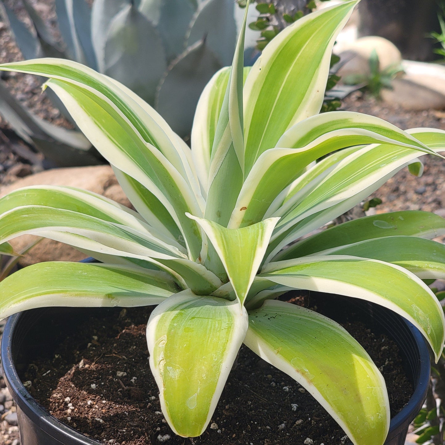 Agave 'Attenuata' 'Foxtail Agave'