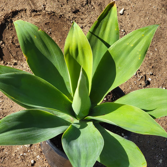 DesertScapeSucculent Agave 5 gal Assorted Agave attenuata 'Foxtail Agave'