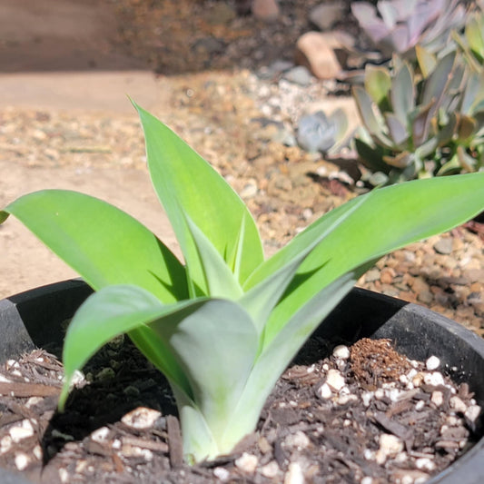 DesertScapeSucculent Agave 1 gal Assorted Agave 'Attenuata' 'Foxtail Agave'