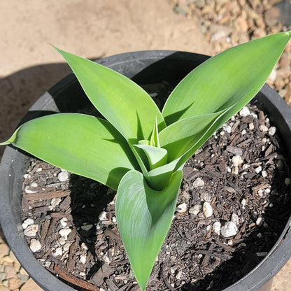 Agave 'Attenuata' 'Foxtail Agave'