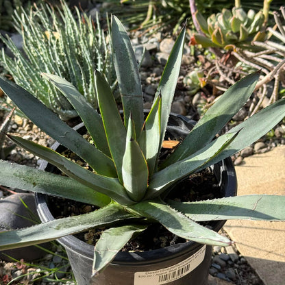 DesertScapeSucculent Agave 1 gal Assorted Agave 'Blue Emperor'