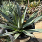 DesertScapeSucculent Agave 1 gal Assorted Agave 'Blue Emperor'