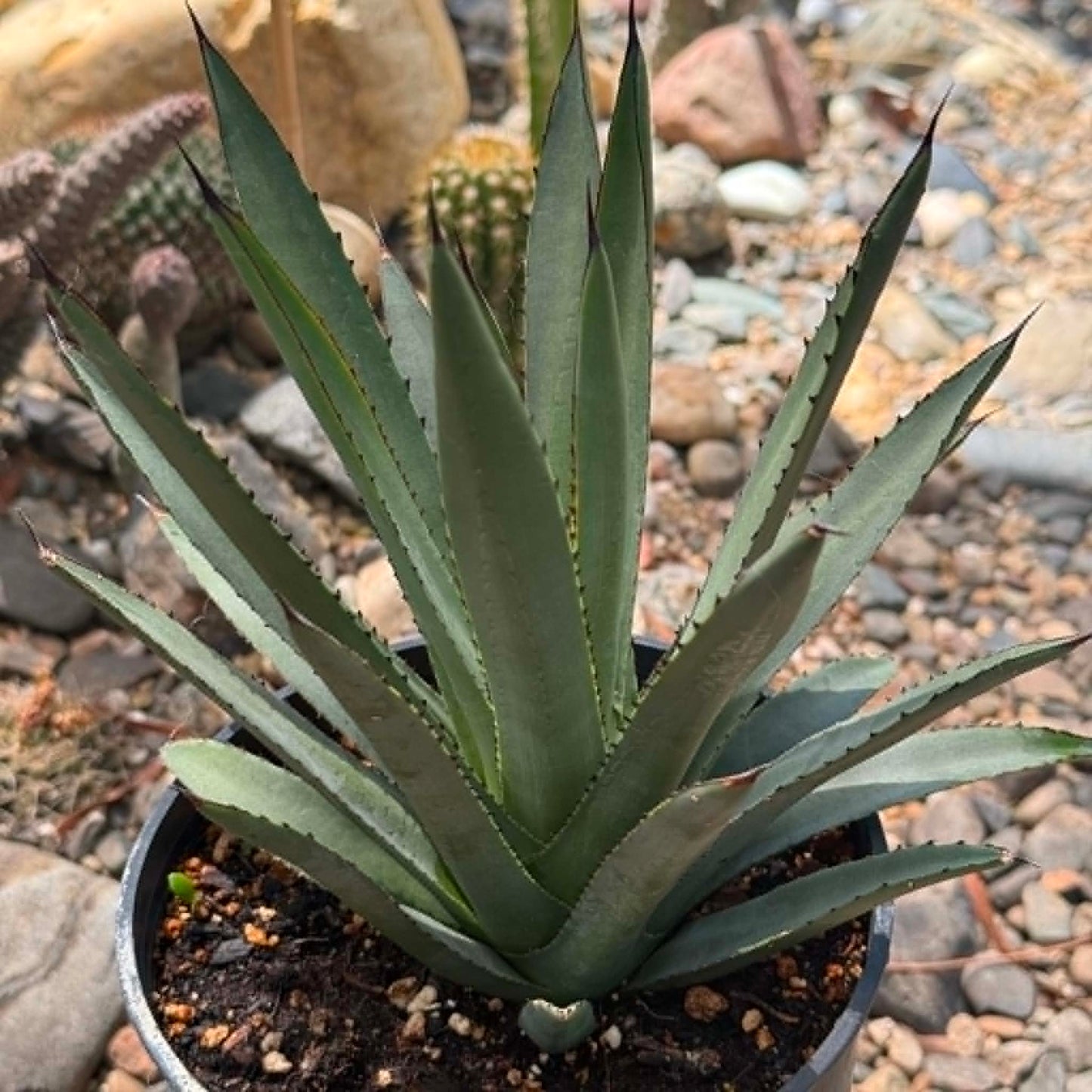 DesertScapeSucculent Agave 1 Gallon Agave 'Blue Emperor'