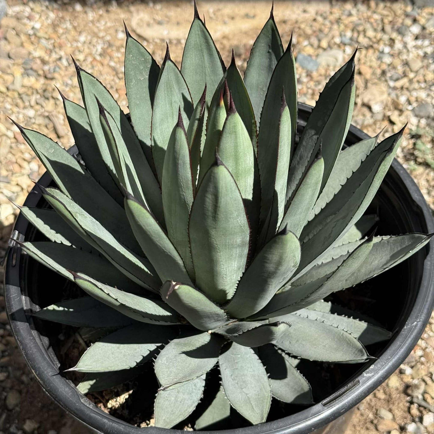 Agave 'Blue Emperor' - 5 gal Assorted - Agave - DesertScapeSucculent