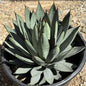 Agave 'Blue Emperor' - 5 gal Assorted - Agave - DesertScapeSucculent