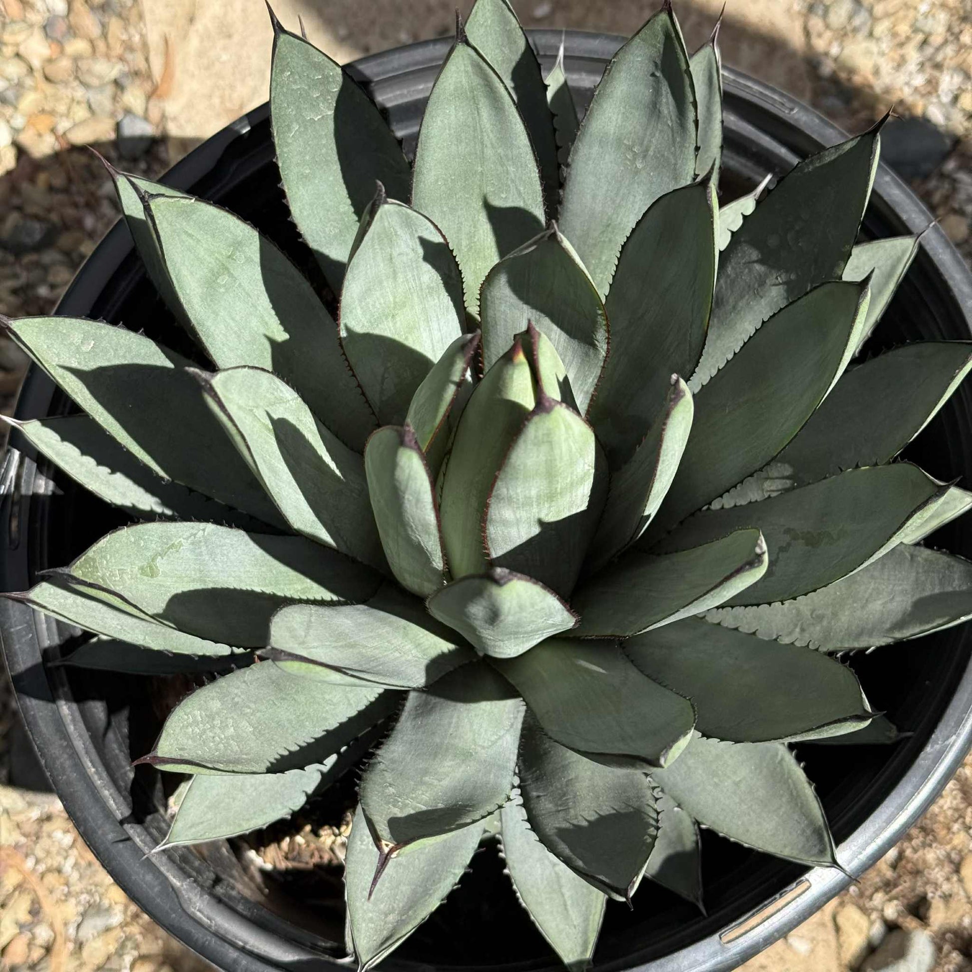 Agave 'Blue Emperor' - 5 gal Assorted - Agave - DesertScapeSucculent