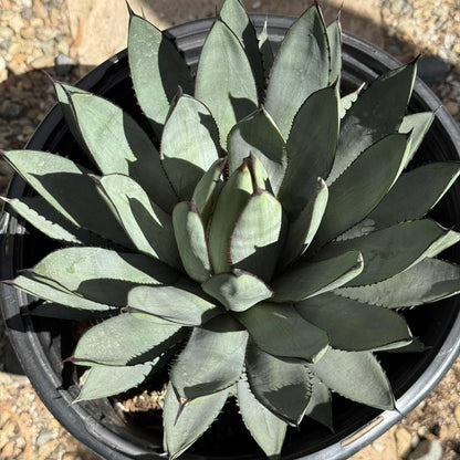 Agave 'Blue Emperor' - 5 gal Assorted - Agave - DesertScapeSucculent