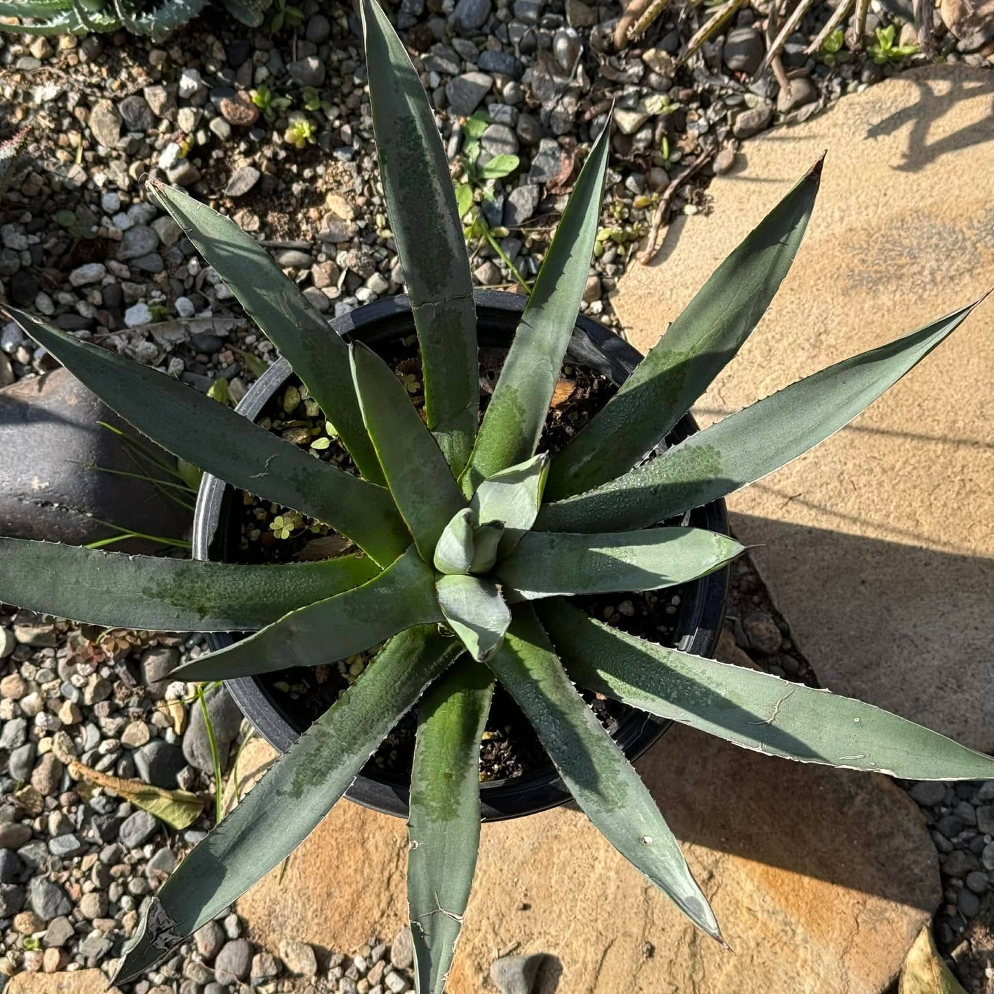 DesertScapeSucculent Agave Agave 'Blue Emperor'