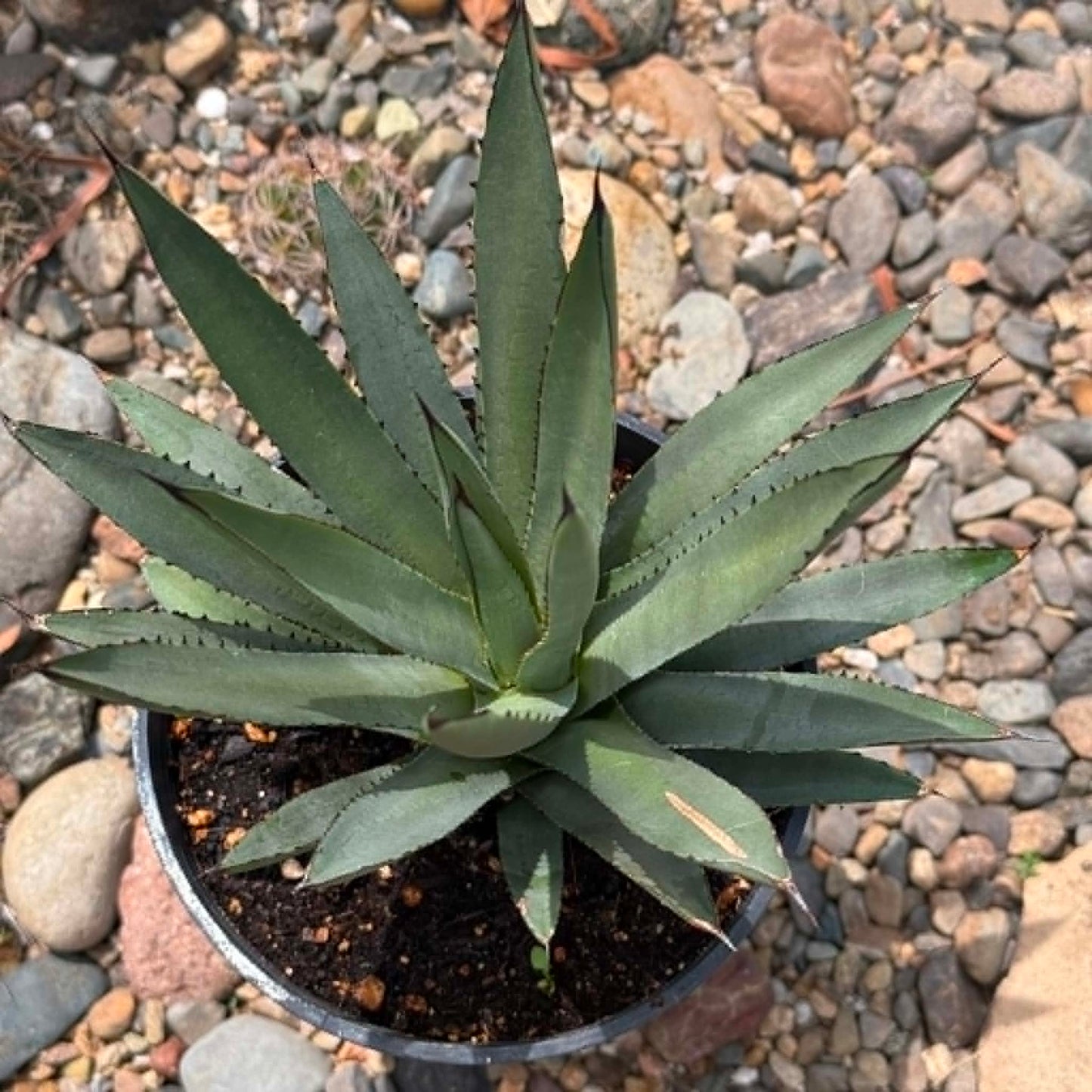 DesertScapeSucculent Agave Agave 'Blue Emperor'