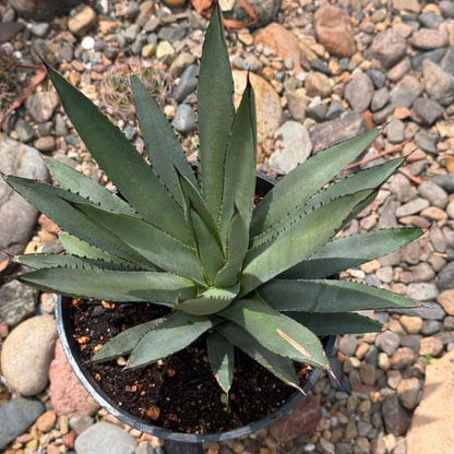 DesertScapeSucculent Agave Agave 'Blue Emperor'