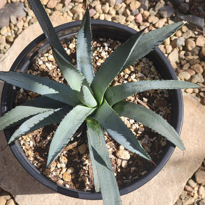 Agave 'Blue Emperor'