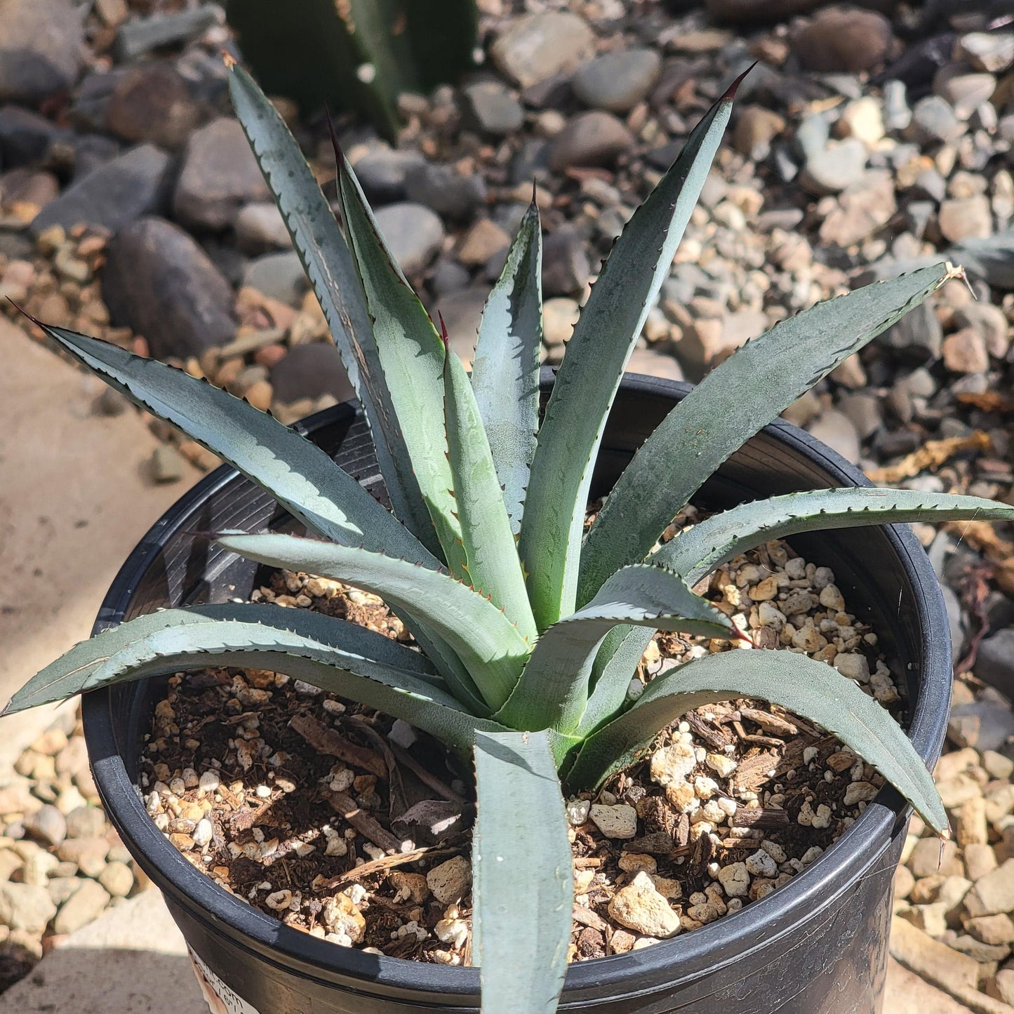 Agave 'Blue Emperor'