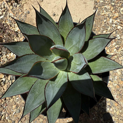 Agave 'Blue Glow' - 2 gal Assorted - Agave - DesertScapeSucculent