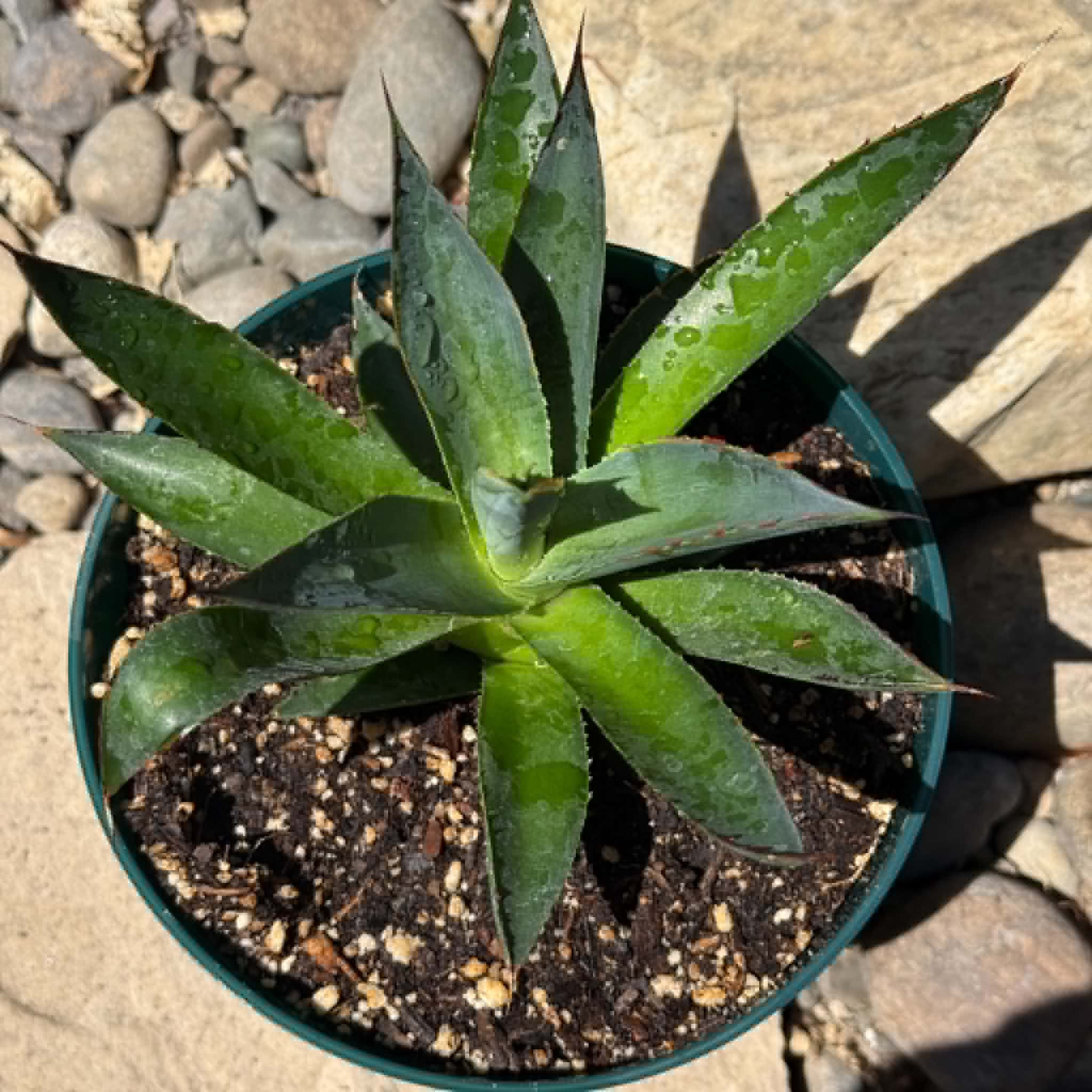 Agave 'Blue Glow' – DesertScapeSucculent