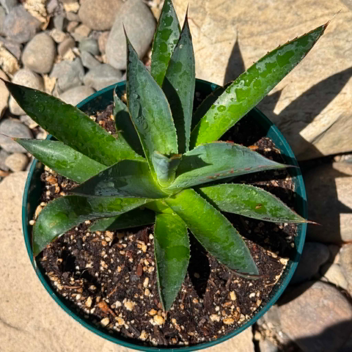 DesertScapeSucculent Agave Agave 'Blue Glow'