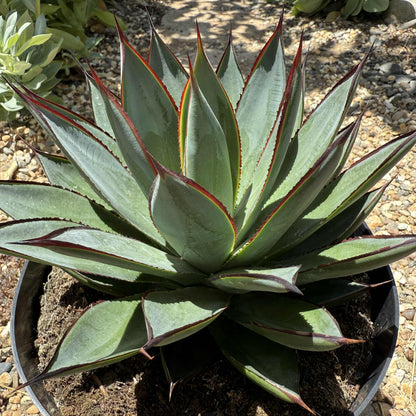 Agave 'Blue Glow' - 2 gal Assorted - Agave - DesertScapeSucculent