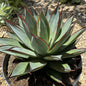 Agave 'Blue Glow' - 2 gal Assorted - Agave - DesertScapeSucculent
