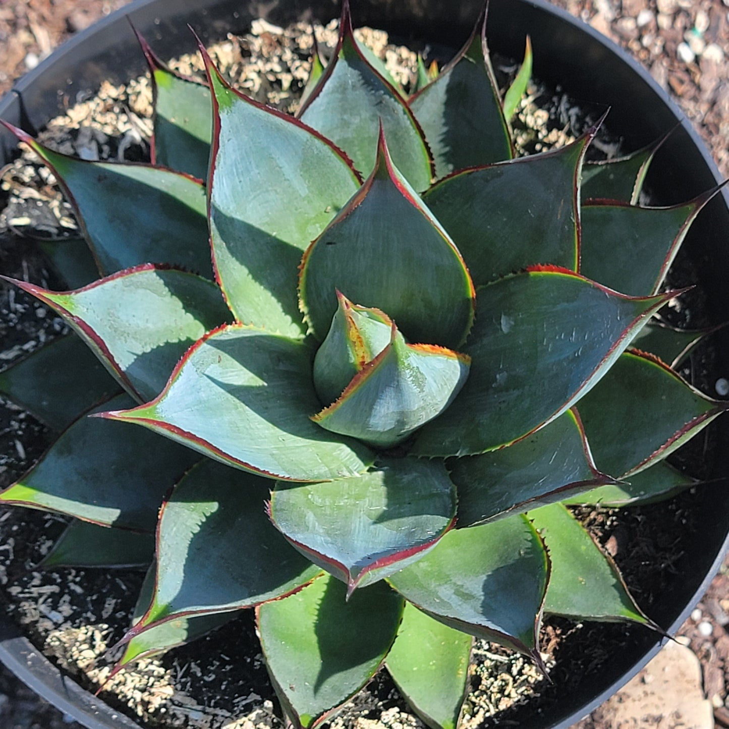 Agave "Blue Glow'