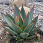 Agave 'Blue Glow' - 1 gal Assorted - Agave - DesertScapeSucculent