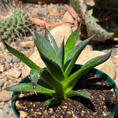 DesertScapeSucculent Agave 6 Inch Assorted Agave 'Blue Glow'