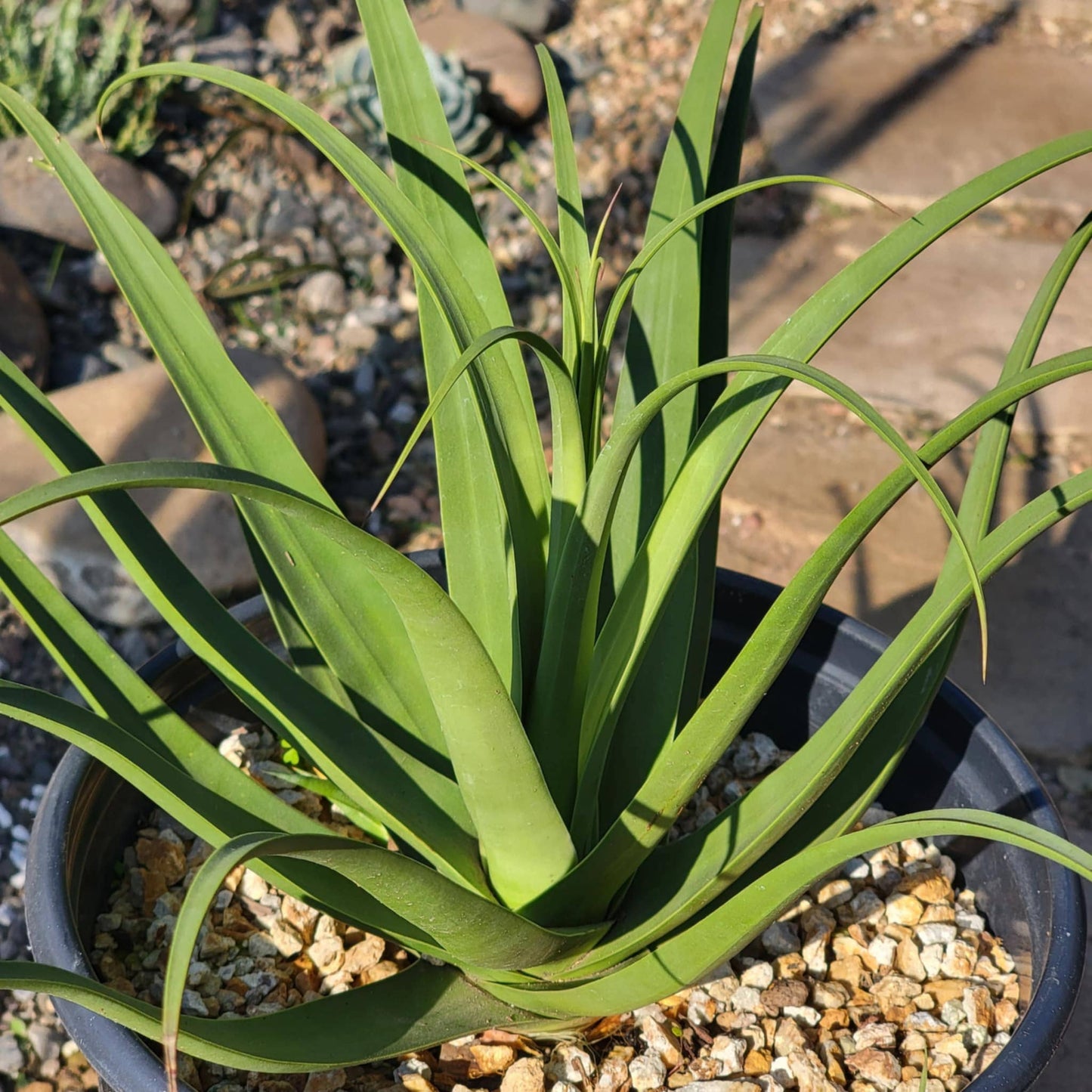 DesertScapeSucculent Agave 10"/ 5 Gal Agave bracteosa 'Squid Agave'