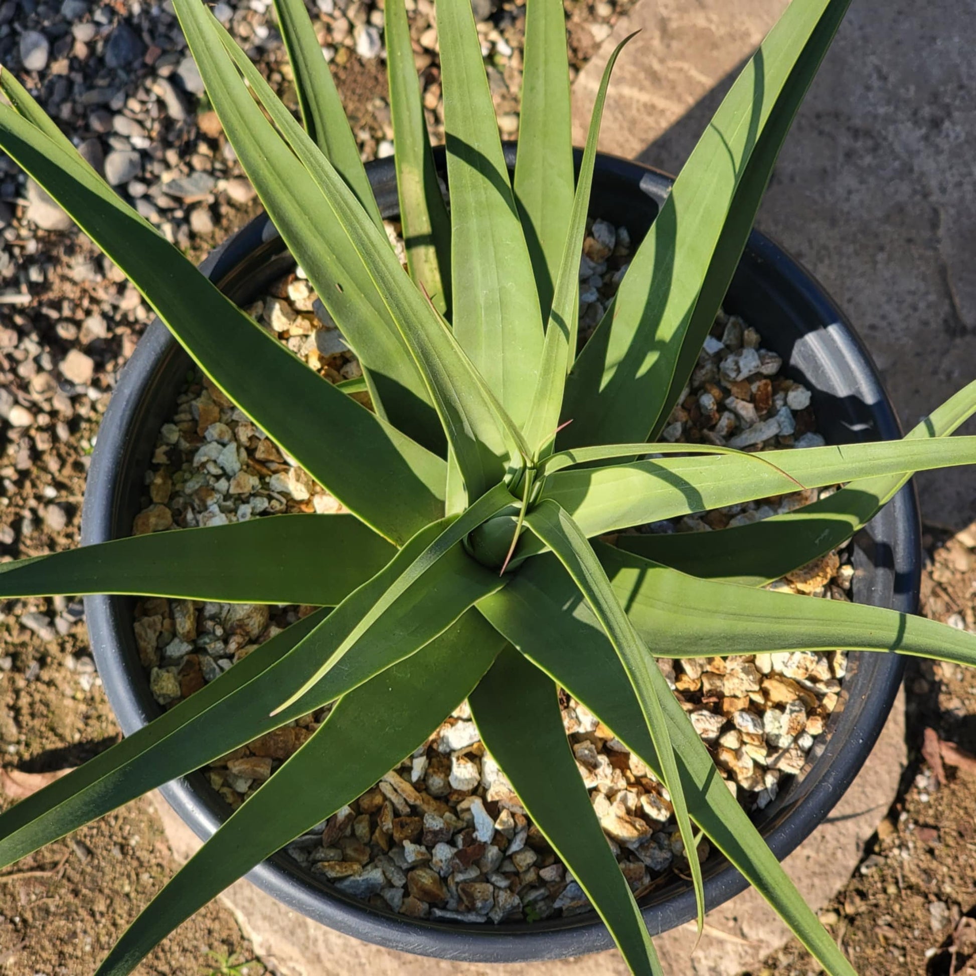 DesertScapeSucculent Agave 10"/ 5 Gal Agave bracteosa 'Squid Agave'