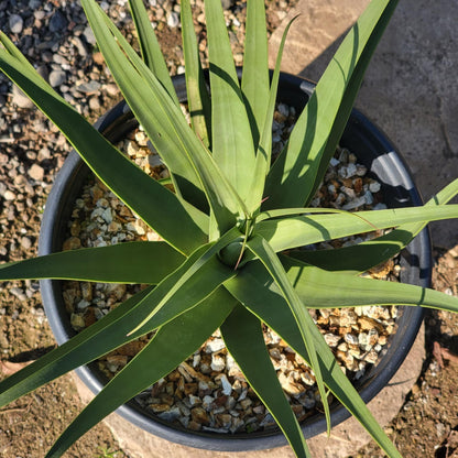 DesertScapeSucculent Agave 10"/ 5 Gal Agave bracteosa 'Squid Agave'