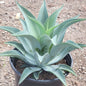 Agave celsii albicans x attenuata - 5 gal Assorted - Agave - DesertScapeSucculent