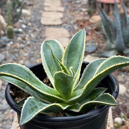 DesertScapeSucculent Agave 1 Gallon Agave Celsii 'Multicolor'