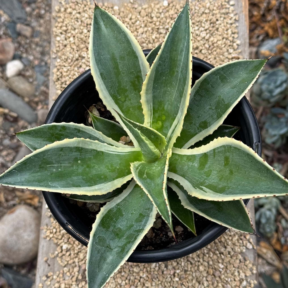DesertScapeSucculent Agave Agave Celsii 'Multicolor'