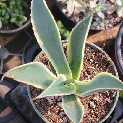 DesertScapeSucculent Agave 4" Assorted Agave Celsii 'Multicolor'