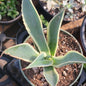 Agave Celsii 'Multicolor' - 4 Inch Assorted - Agave - DesertScapeSucculent