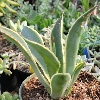 DesertScapeSucculent Agave Agave Celsii 'Multicolor'