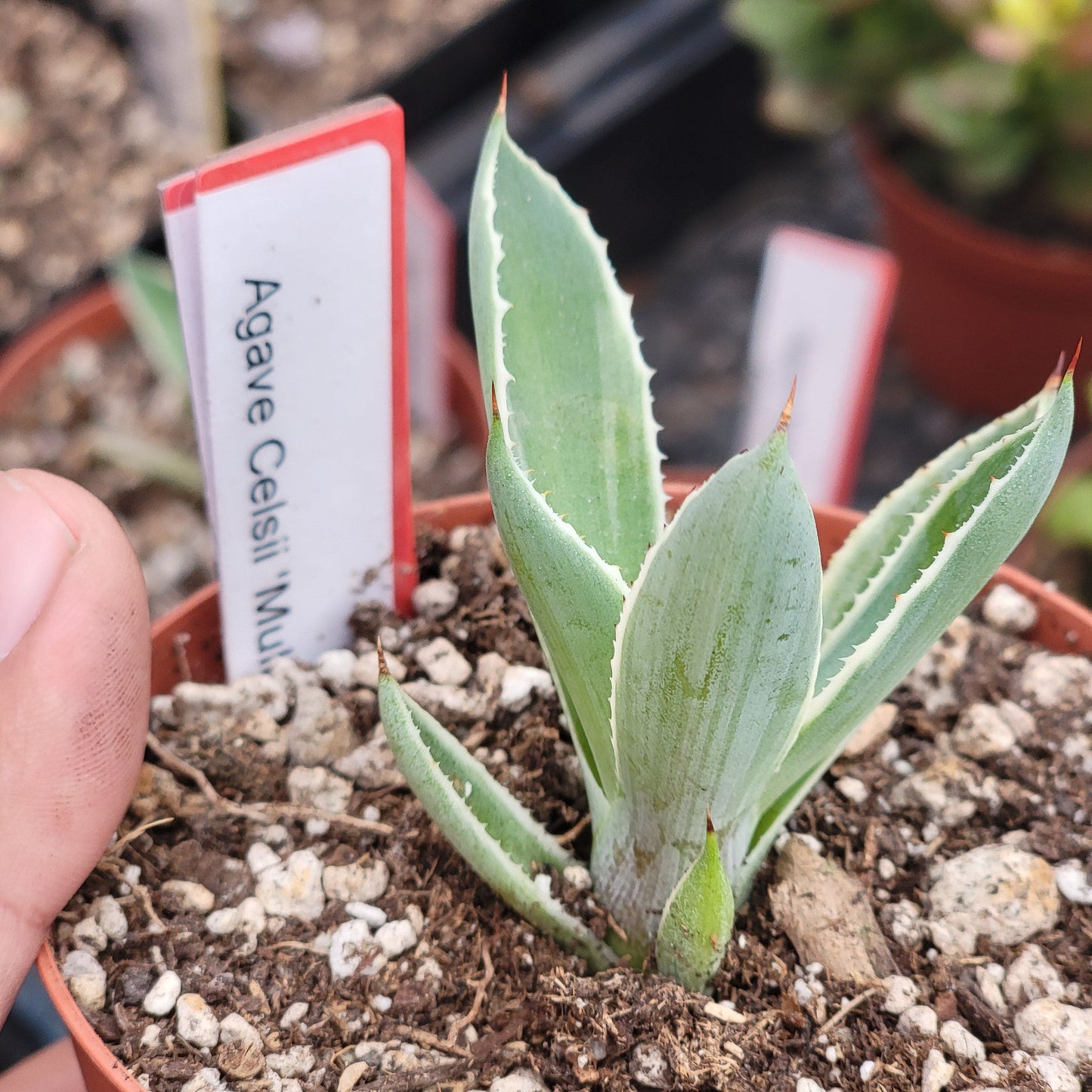 DesertScapeSucculent Agave 3.5" Assorted Agave Celsii 'Multicolor'