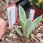 Agave Celsii 'Multicolor' - 3.5 Inch Assorted - Agave - DesertScapeSucculent